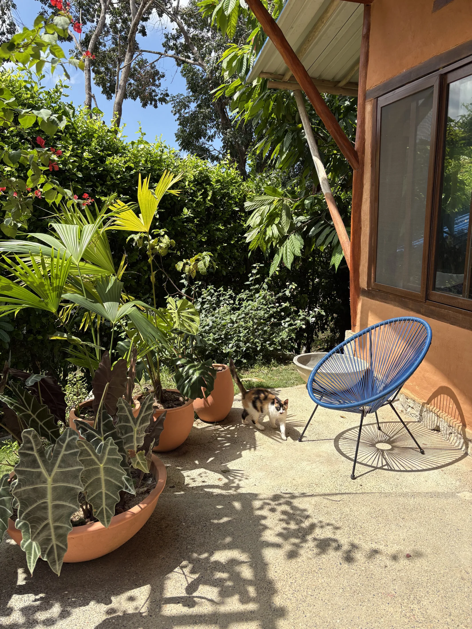 Front terrace and tropical plants