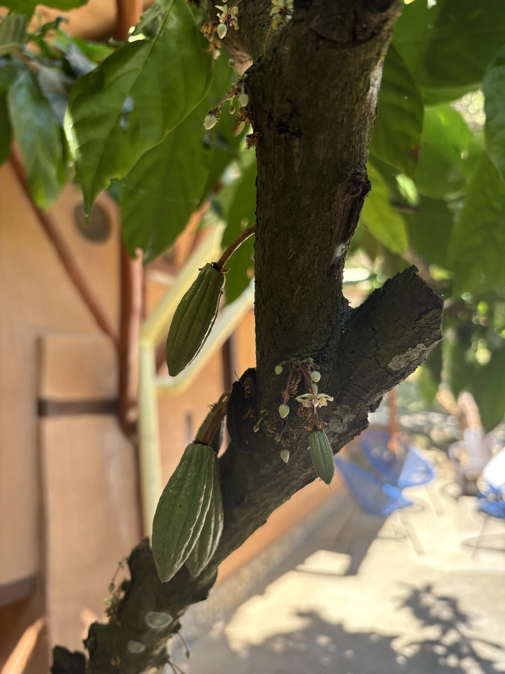 Young cacao pods growing at the house